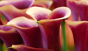 Image result for Zantedeschia