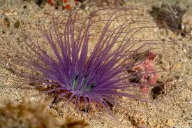 Image result for Secamone filiformis