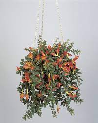 The goldfish plant is named for its bright orange flowers that resemble goldfish. How To Care For The Columnea Gloriosa Goldfish Plant Southern Living