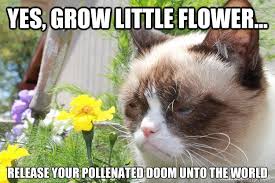 Funny Flowers Pictures And Images Grumpy Cat Cat Jokes Grumpy Cat Humor