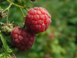 Image result for Rubus iringanus
