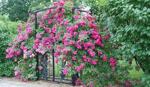 During the dormant state, a rose does not react to severe pruning, transplant or even complete removal from the earth. Rose Care Learn How To Plant Grow And Care For Roses Gilmour