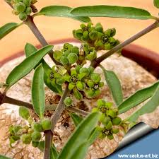 Image result for Raphionacme lanceolata