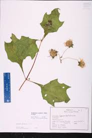 Image result for Humularia minima
