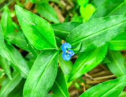 Image result for Commelina diffusa