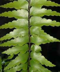 Image result for Asplenium staudtii