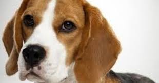 Anda harus mencoba melindungi sesuatu dalam hidup anda. Apa Arti Mimpi Anjing Coklat Melihat Bertemu Dikejar Digigit Dan Tafsirnya Dunia Kedutan