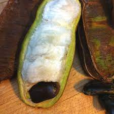 Anybody growing pacay inga feuillei, ice cream bean trees in containers? Ice Cream Bean Tree Pickup Only Butterfly World