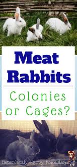 Rabbits In Colonies Or Cages The Imperfectly Happy Home Raising Rabbits For Meat Meat Rabbits Homesteading Animals
