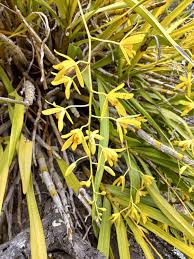 Image result for Ansellia africana