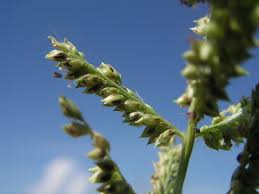 Image result for Styppeiochloa