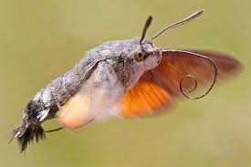 Taubenschwanzchen Der Kolibri Der Ein Schmetterling Ist Nabu Taubenschwanzchen Schmetterling Nachtfalter