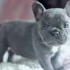 If so, we have puppies available. 1