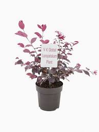 Receive 10% off online purchases as well as fortnightly updates on seasonal promotions, specials & competitions. Buy Loropetalum Plant A Grade Pink Flowers Plant Online Get 55 Off