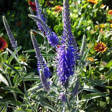 Image result for Veronica abyssinica