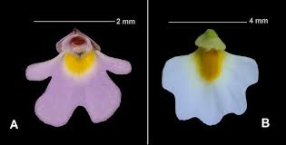 Image result for Utricularia striatula