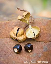 Check spelling or type a new query. Flora Fact Mexican Buckeye Tpw Magazine October 2016