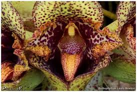 Image result for Bulbophyllum injoloense