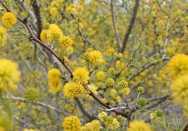 Image result for Acacia afra