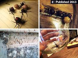 What snake has killed the most humans? Dancing With Black Widow Spiders The New York Times