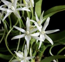 Image result for Rangaeris