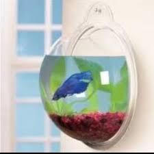 Wall Mounted Betta Bowl Fish Bowl Cool Fish Betta