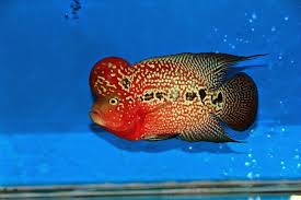 Flowerhorn Super Red King Kamfa động Vật
