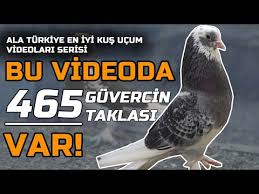 Taklaci Guvercin Videolari Ala Turkiye Youtube