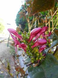 Maybe you would like to learn more about one of these? Daun Ungu Wikipedia Bahasa Indonesia Ensiklopedia Bebas