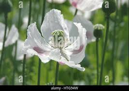 Image result for Papaver somniferum White Cloud