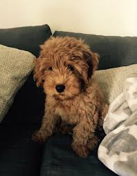 Micro mini & petite goldendoodles. F1b Petite Goldendoodle Off 73 Www Usushimd Com