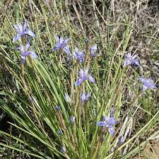 Image result for Moraea niassensis