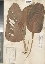 Image result for Marantochloa congensis