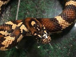 Jungle Corn Snake