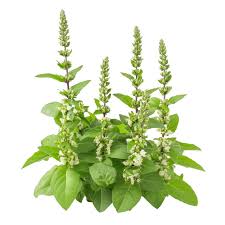 Image result for Tinospora orophila