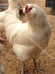 Pin On Chicken Ducks Turkeys And Goats