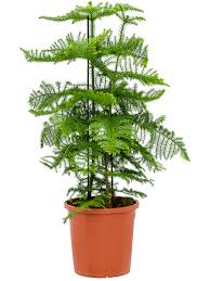 Image result for Araucaria heterophylla