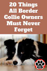 20 Things All Border Collie Owners Must Never Forget Boarder Collie Puppy Border Collie Puppy Training Border Collie Puppies