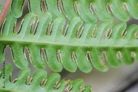 Image result for Pteris tripartita