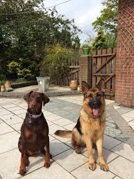 As the los angeles area's most trusted doberman and german shepherd breeder , we are the top destination for all information regarding the breeds. Pin On It S A Wonderful Life