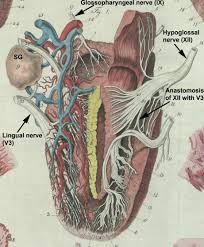 Here, the cranial sympathetic nerve fuses with the dorsal branch and anastomoses with Tuberculum Impar An Overview Sciencedirect Topics