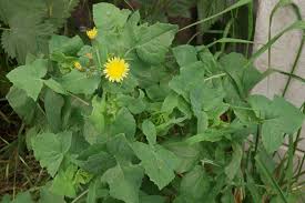Image result for Sonchus oleraceus
