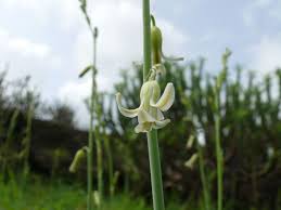 Image result for Dipcadi vaginatum