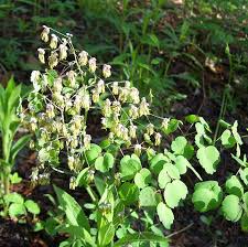 Image result for Thalictrum