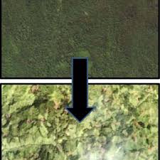 Image result for Cordia goetzei