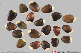 Image result for Ulex