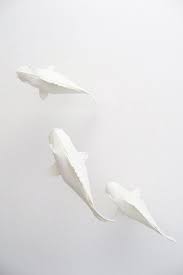 Aesthetic Black And White Koi Fish Wallpaper Styleegrace S These White Koi Fish Colorsofkoifish White Art White Aesthetic White Photography