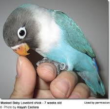Black Masked Lovebirds Aka Masked Lovebirds Eye Rings Love Birds Pet Pet Birds African Lovebirds