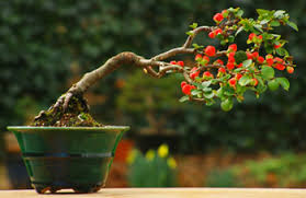 Japanese quince 'texas scarlet', flowering quince 'texas scarlet'. Flowering Quince Bonsai Tree Chinese Bonsai Garden