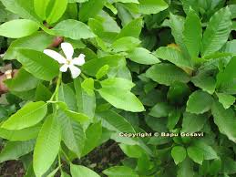 Image result for Gardenia resinifera